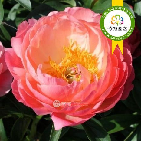 珊瑚魅力