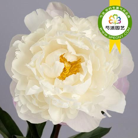 栀子芍药