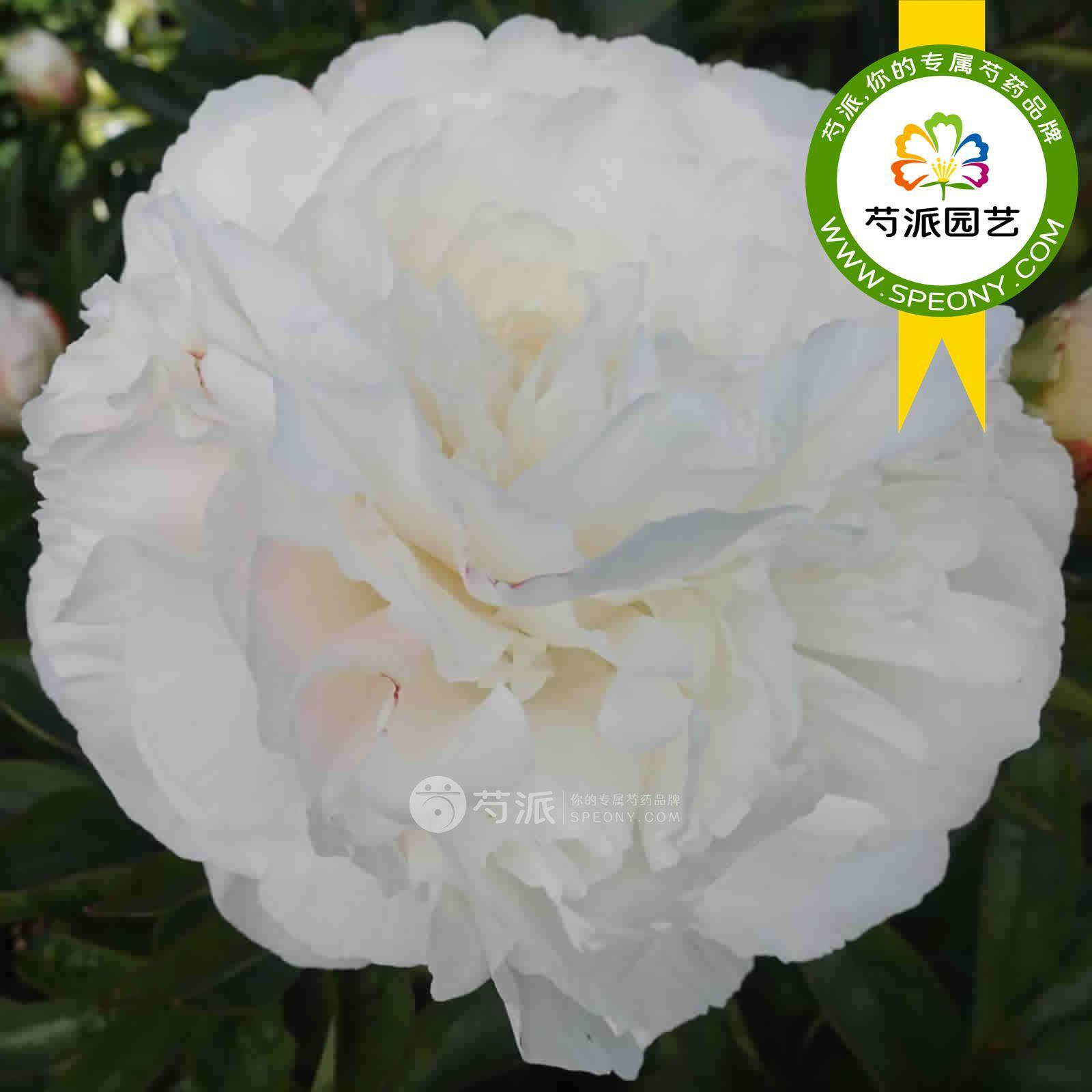 妈妈的选择芍药